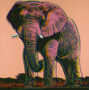 African Elephant (FS II.293) from the Portfolio "Endangered Species"